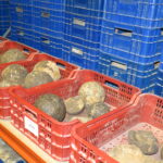 Arxiu Arqueològic Municipal de Lleida